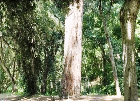 Ботанический парк Са Риера в Тосса де Мар (фото)